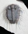 Phenomenal Cyphaspides Trilobite - Free-Standing Spines #11424-6